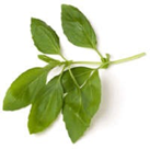 imagen del producto Albahaca